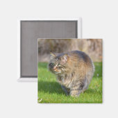 Angora-Katze Magnet (Vorderseite/Rückseite)