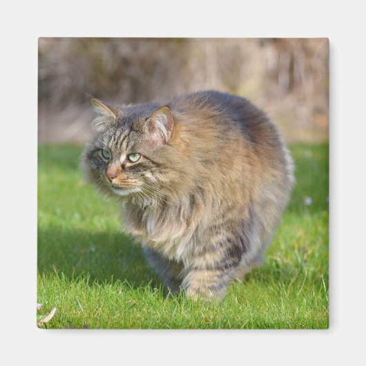 Angora-Katze Magnet (Vorne)