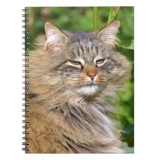 Angora-Katze Notizblock (Vorderseite)