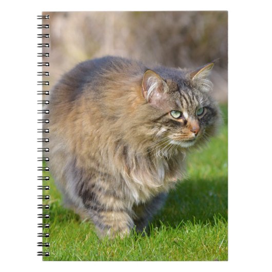 Angora-Katze Notizblock (Vorderseite)