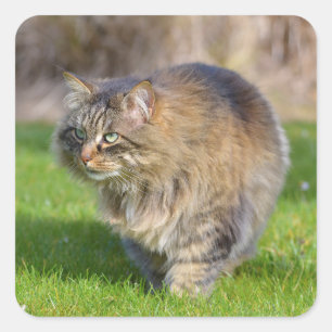 Angora-Katze Quadratischer Aufkleber