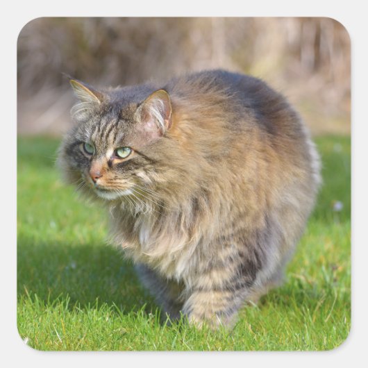 Angora-Katze Quadratischer Aufkleber (Vorderseite)