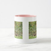 Angora-Katze Tasse (Zentrum)