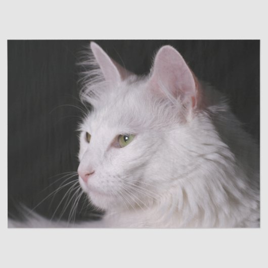 Angora-Katzenpapier Seidenpapier (Vorderseite)