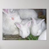 ANGORA RABBITS POSTER (Vorne)
