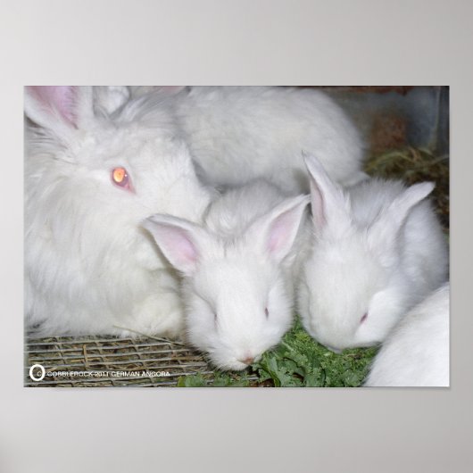 ANGORA RABBITS POSTER (Vorne)