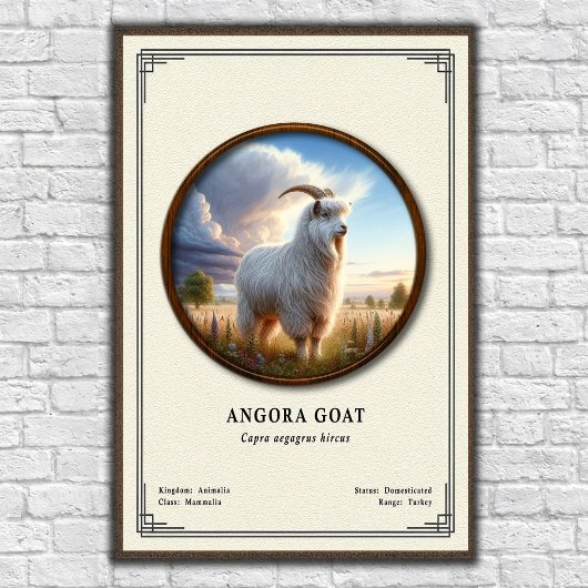 Angoraziege Zoologie Serie Poster