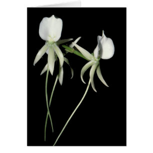 Angraecum eburneum