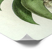 Angraecum Leonis Orchid Poster (Ecke)