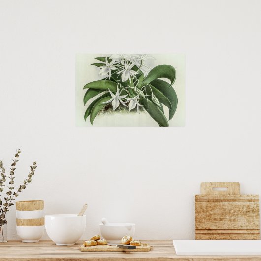 Angraecum Leonis Orchid Poster (Küche)