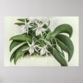 Angraecum Leonis Orchid Poster (Vorne)