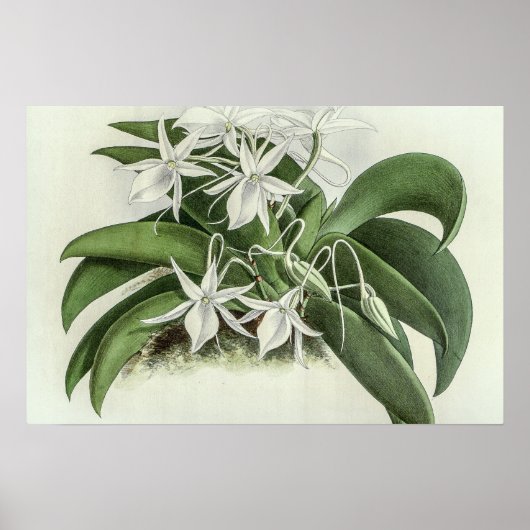Angraecum Leonis Orchid Poster (Vorne)
