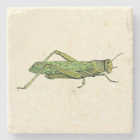 Angrenzender Druck der grünen Heuschrecke Steinuntersetzer (Vorderseite)