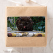 Angry Black Cat (Insitu)