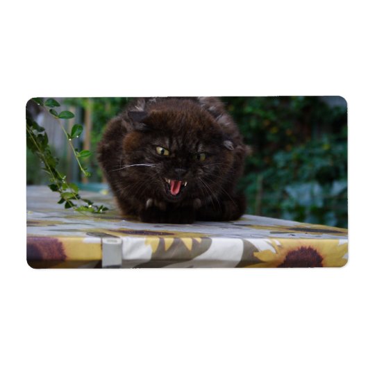 Angry Black Cat (Vorne)