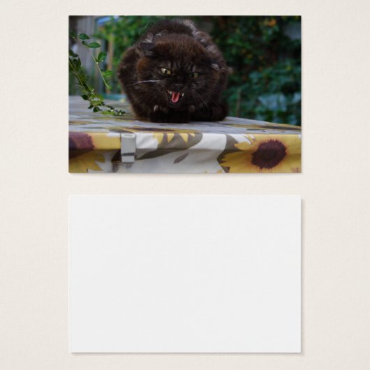 Angry Black Cat (Vorne & Hinten)