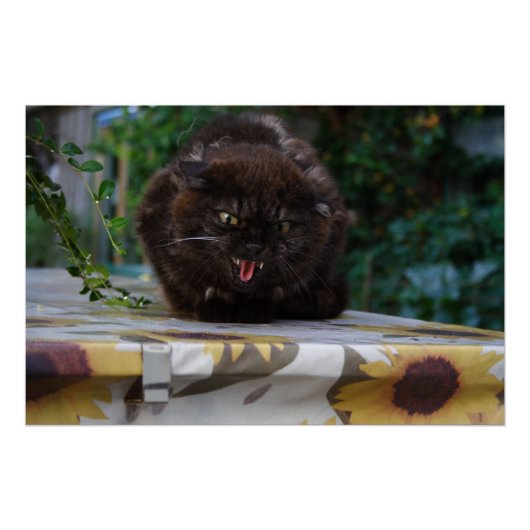 Angry Black Cat Poster (Vorderseite)
