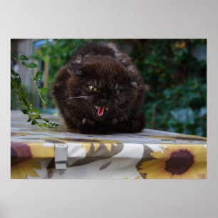 Angry Black Cat Poster