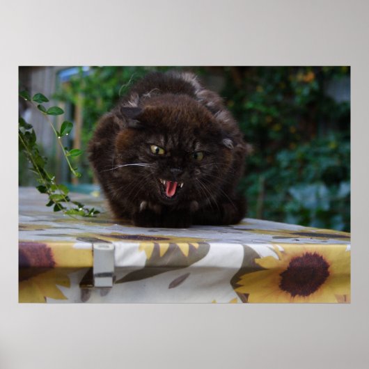 Angry Black Cat Poster (Vorne)