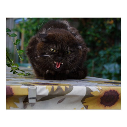 Angry Black Cat Poster (Vorderseite)