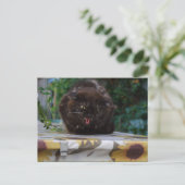 Angry Black Cat Postkarte (Stehend Vorderseite)