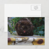 Angry Black Cat Postkarte (Vorne/Hinten)