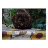 Angry Cat (Vorderseite (Horizontal))