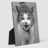 Angry Cat Fotoplatte (Seite)