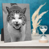 Angry Cat Fotoplatte (Seite)