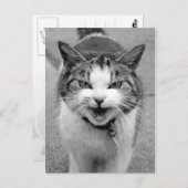 Angry Cat Postkarte (Vorne/Hinten)