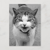 Angry Cat Postkarte (Vorderseite)