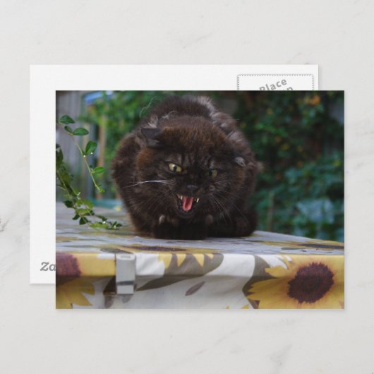 Angry Cat Postkarte (Vorne/Hinten)