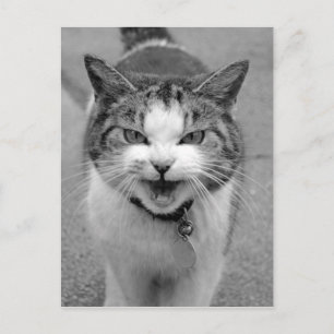 Angry Cat Postkarte