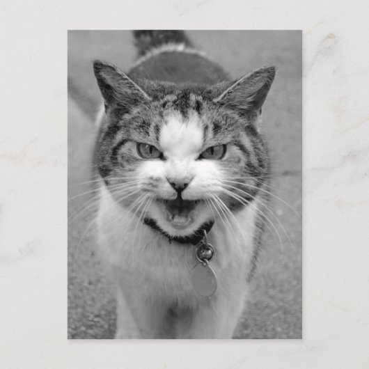 Angry Cat Postkarte (Vorderseite)