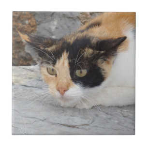 Angry Cat Small (4,25" x 4,25") Keramik Foto Tile Fliese