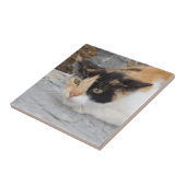 Angry Cat Small (4,25" x 4,25") Keramik Foto Tile Fliese (Seite)