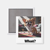 Angry chihuahua magnet (Vorderseite/Rückseite)