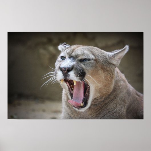 Angry Cougar Poster (Vorne)