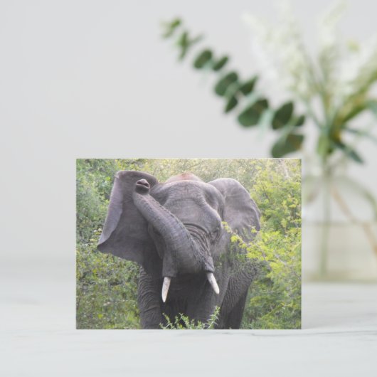Angry Elephant Postkarte (Stehend Vorderseite)