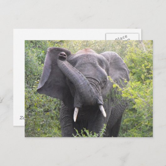 Angry Elephant Postkarte (Vorne/Hinten)