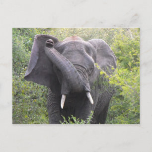 Angry Elephant Postkarte