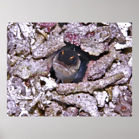 Angry Fish Poster (Vorne)