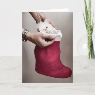 Angry Kitten Feiertagskarte