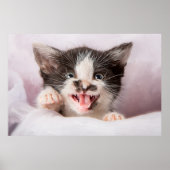Angry Kitten mit Ölfarbe Poster (Vorne)