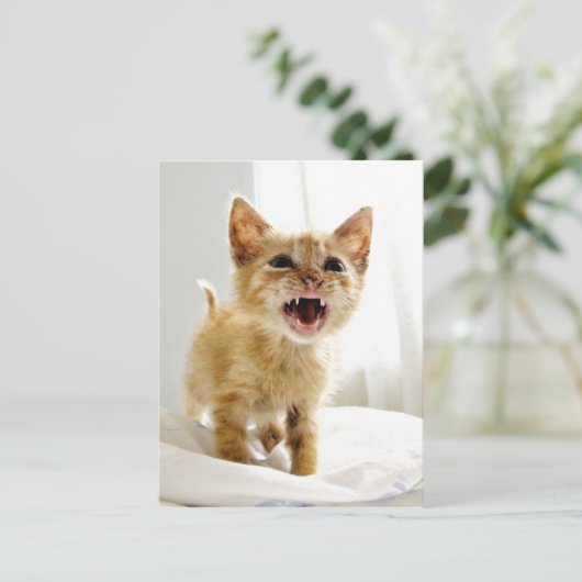 Angry Kitten Postkarte (Stehend Vorderseite)