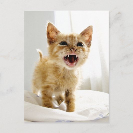 Angry Kitten Postkarte (Vorderseite)