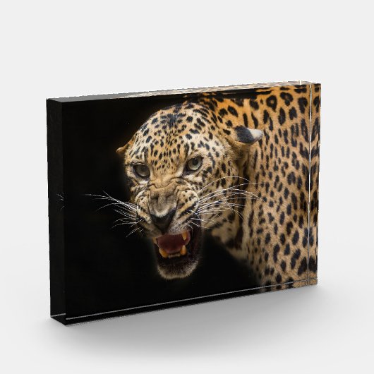 Angry Leopard Fotoblock (Links)