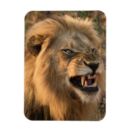Angry LION Kühlschrank Magnet DEINE Fotovorlage