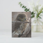 Angry Look Owl Postkarte (Stehend Vorderseite)