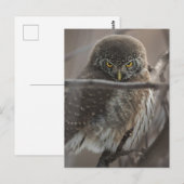 Angry Look Owl Postkarte (Vorne/Hinten)